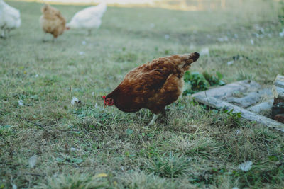 High angle view of duck on field