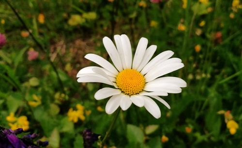 Close-up of yellow flower