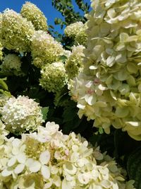 Close-up of white flowers blooming outdoors