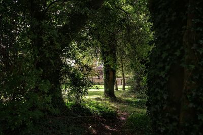 Trees in park