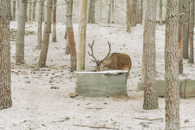 A stag deer is drinking water in forest