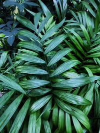 Full frame shot of fresh green leaves