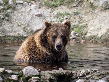 Bear looking away on rock by river