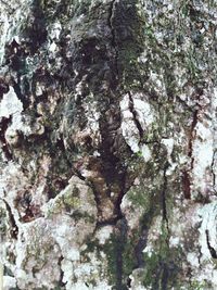 Full frame shot of tree trunk