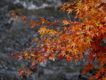 Close-up of maple leaves during autumn