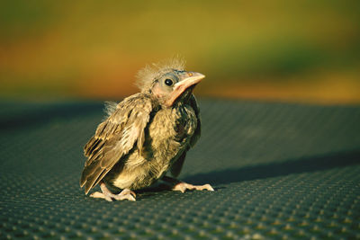 Close-up of a bird