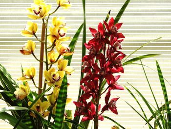 Close-up of flowers against blurred background