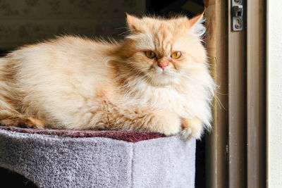 Portrait of cat relaxing at home