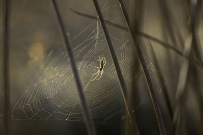 Close-up of spider on web