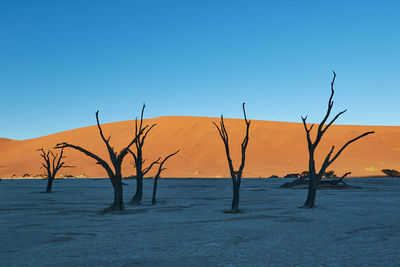 Deadvlei during sunrise with camel thorn trees