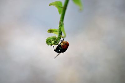 Close-up of ladybug on plant