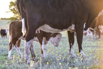 Cows standing on field