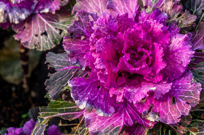 Close-up of purple flowering plant