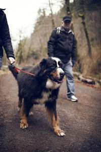 Close-up of dog on road