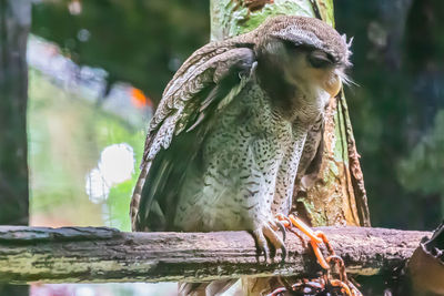 Close-up of owl perching on tree