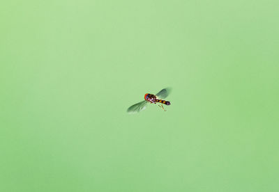 Close-up of insect on green leaf