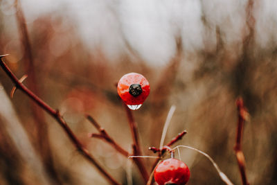 Rosehip focus