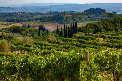 Scenic view of vineyard