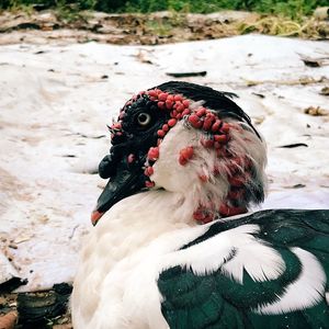 Close-up of bird