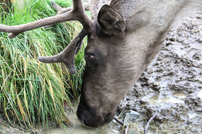 Close-up of a horse