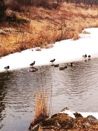 Birds swimming in lake during winter
