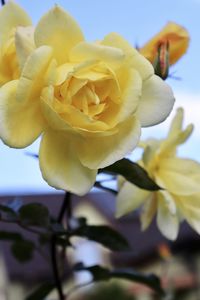 Close-up of yellow rose