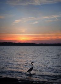 Silhouette birds on sea against sky during sunset