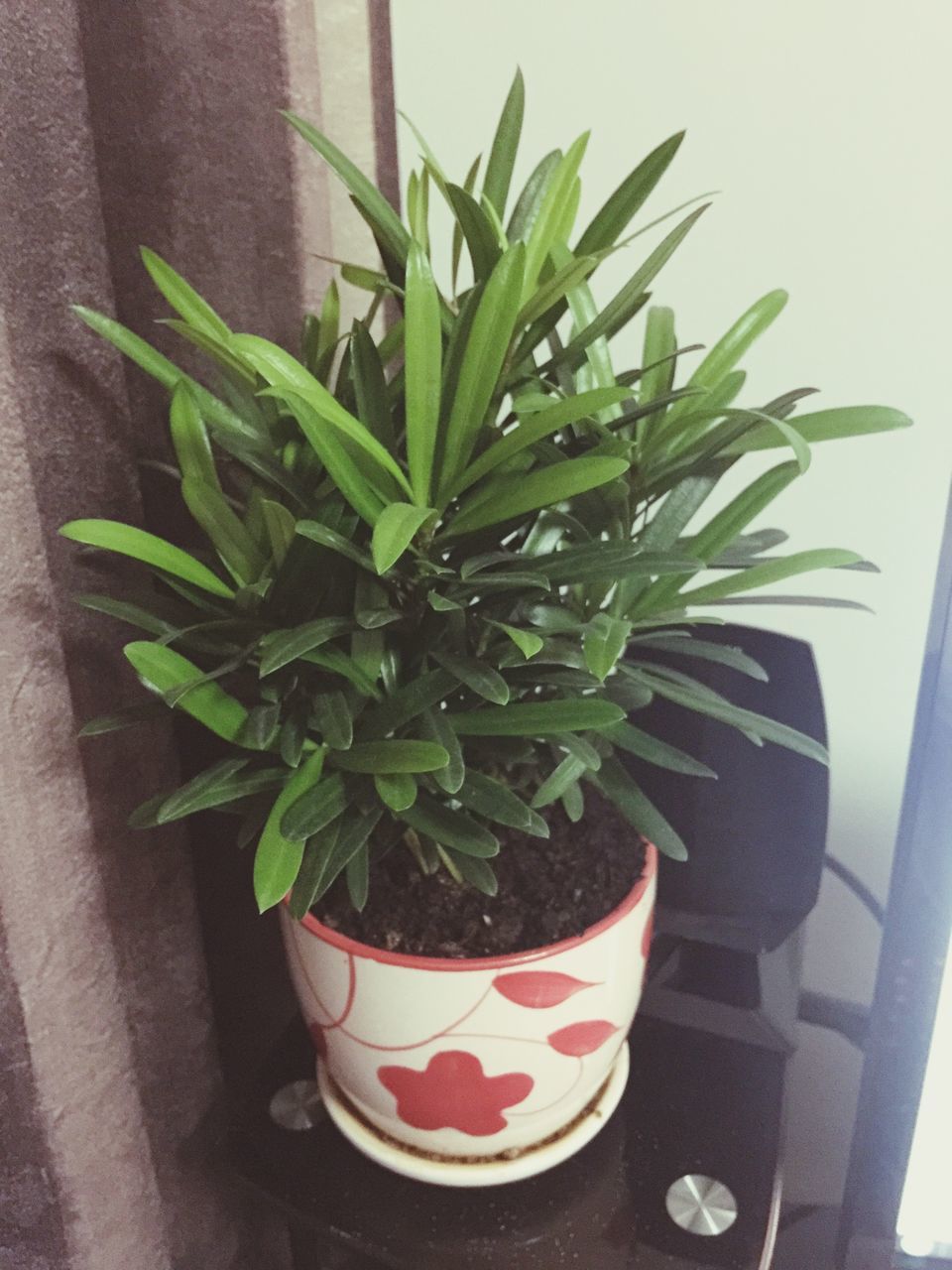 indoors, potted plant, leaf, plant, table, growth, freshness, vase, green color, close-up, flower pot, flower, houseplant, home interior, pot plant, window sill, still life, no people, window, nature