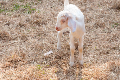 High angle view of a horse on field