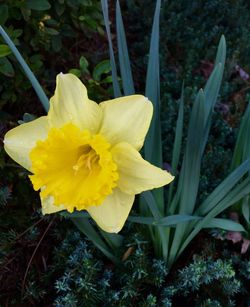 Close-up of yellow flower