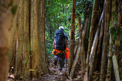 Rear view of backpacker hiking in forest