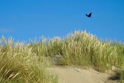 Low angle view of bird flying above the sky