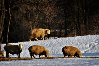 Sheep on field against trees during winter