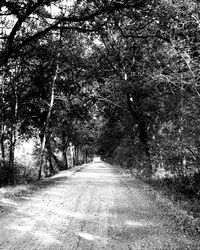 Road amidst trees in forest