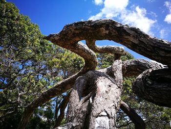 Low angle view of tree against sky