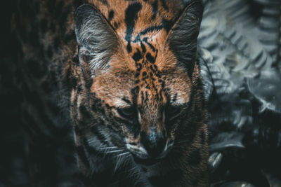 Close-up portrait of a cat