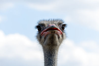 Close-up of ostrich against sky