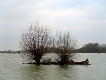 Bare tree by lake against sky