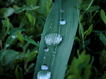 Close-up of raindrops on leaves