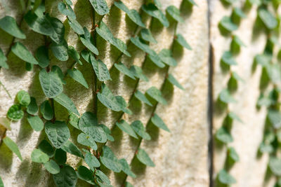 Close-up of cactus plant