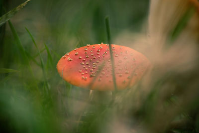 Close-up of fresh plant in water