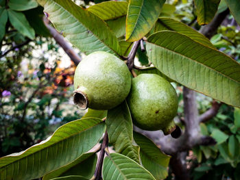 Close-up of fruit growing on tree