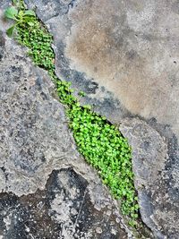 High angle view of leaves growing on footpath