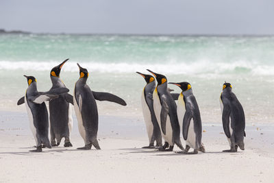 View of birds on beach