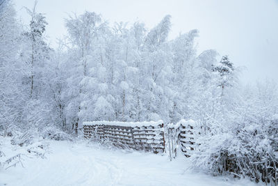 Trees on snow covered field