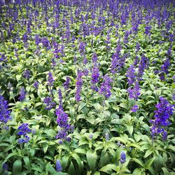 Close-up of purple flowers