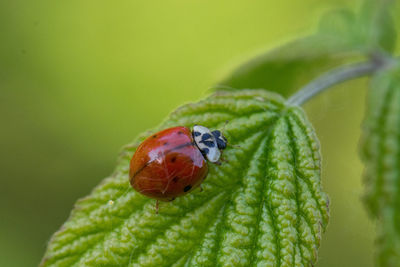 Close-up of ladybug on leaf