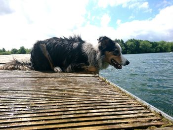 Dog by water against sky