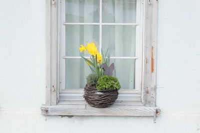 Potted plant on window sill