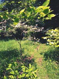 Low angle view of flower tree